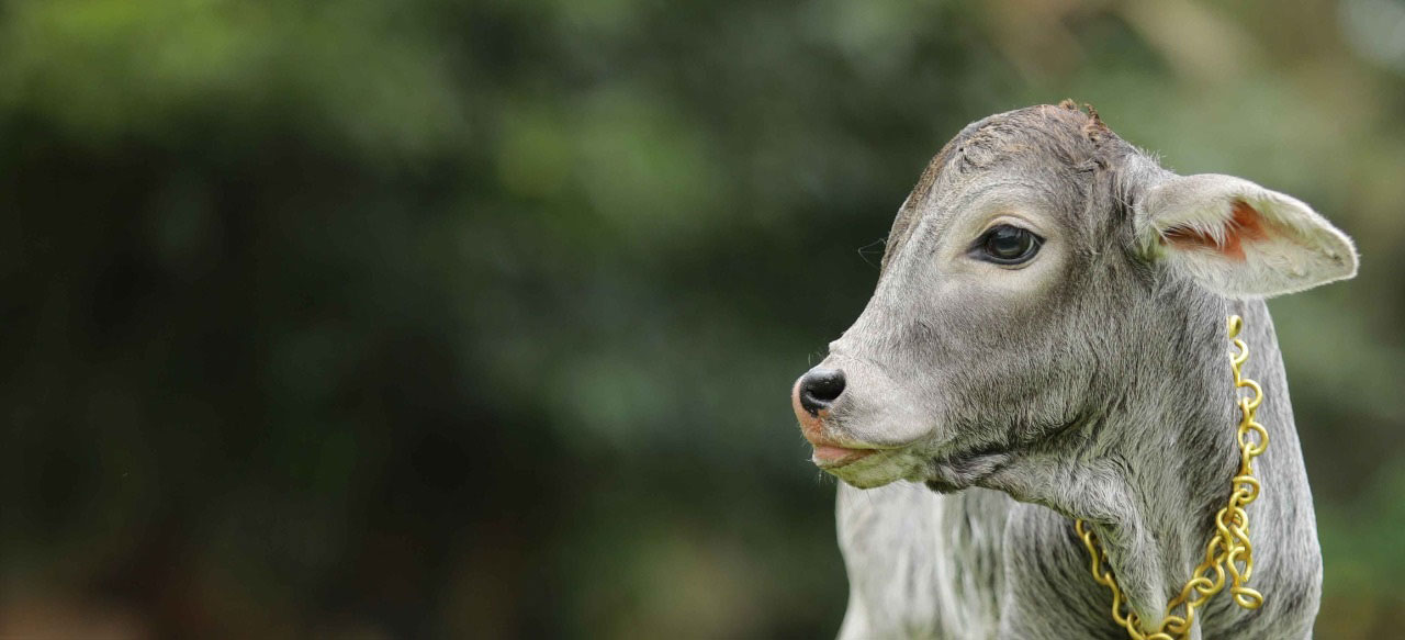 A rescued grey calf at the gaushala