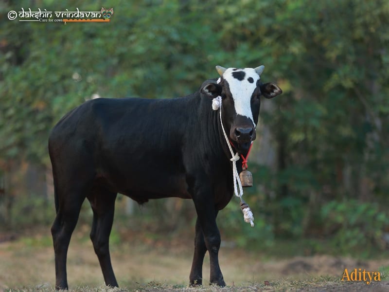 Aditya, a rescued cow at Dakshin Vrindavan