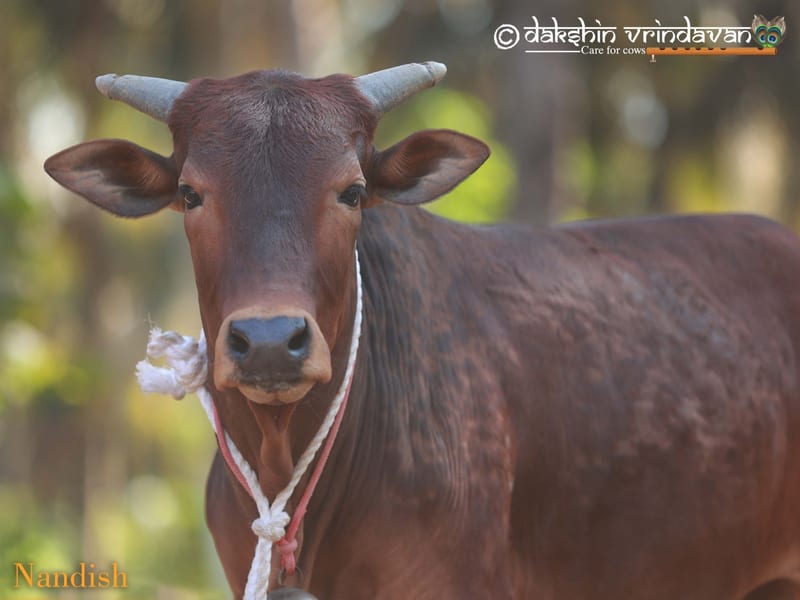 Nandish, a rescued bull calf bought back from slaughter, now safe at the Dakshin Vrindavan gaushala