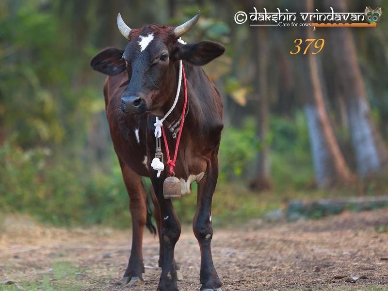 Today's spotlight — a rescued cow now safe in the care of the Dakshin Vrindavan gaushala