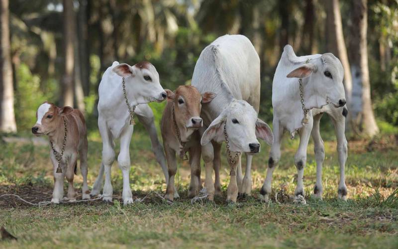 The rescued herd resting together at the gaushala